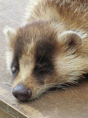 ニホンアナグマ 京都市動物園