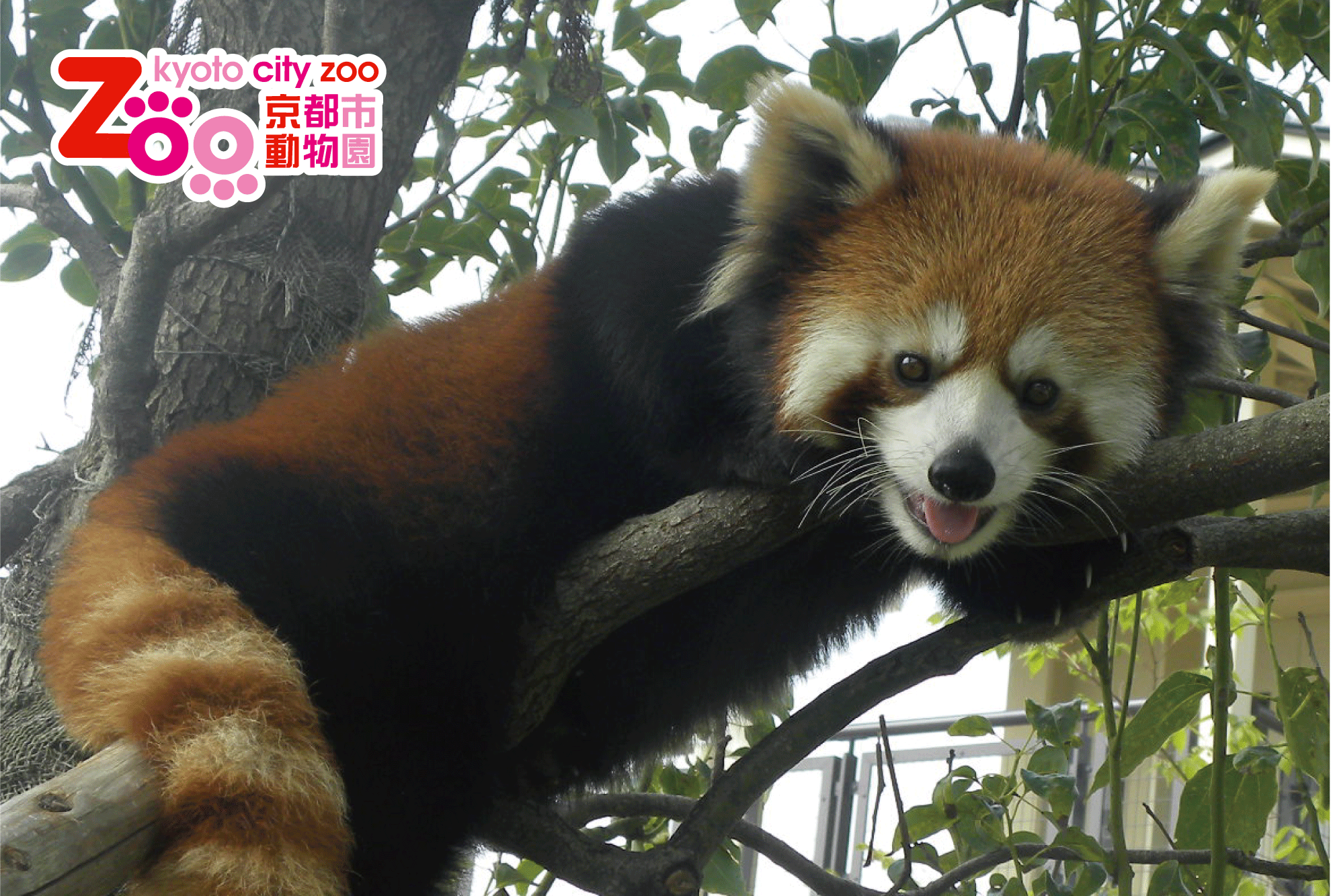 エンジョイ Zoo 京都市動物園