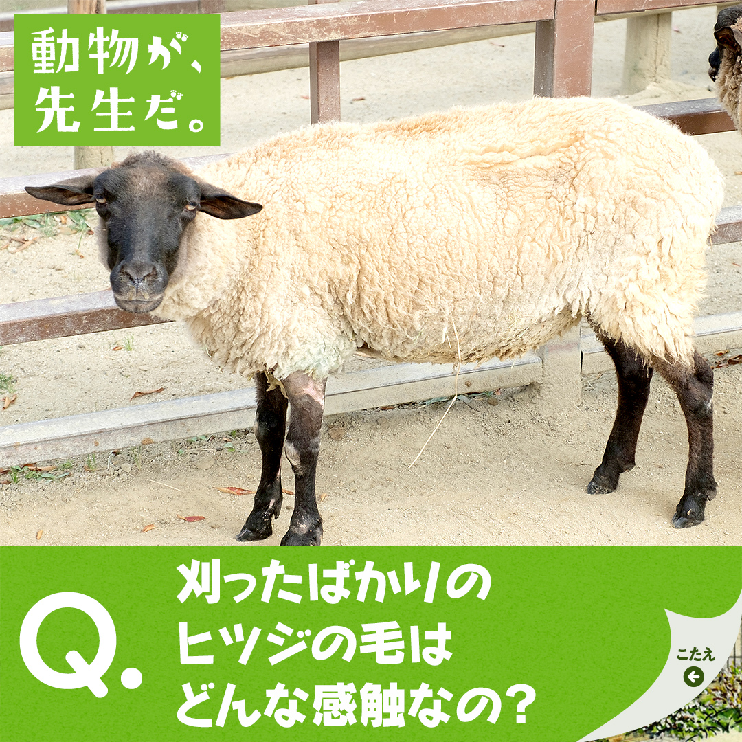 動物が 先生だ ヒツジ 京都市動物園