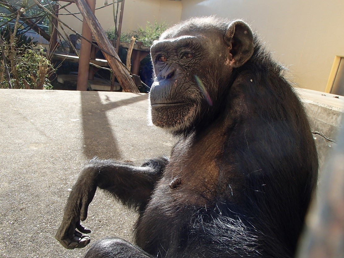 チンパンジー コイコ の妊娠について 京都市動物園