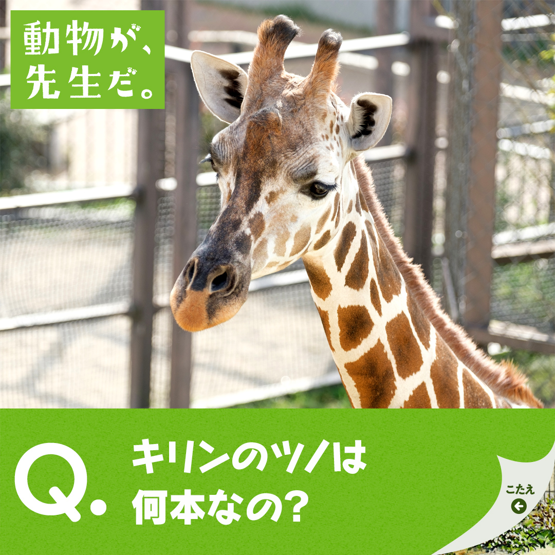 動物が 先生だ 京都市動物園