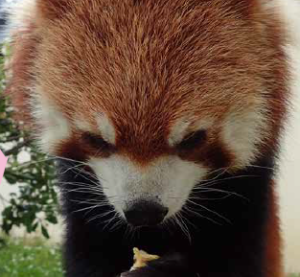 京都市動物園