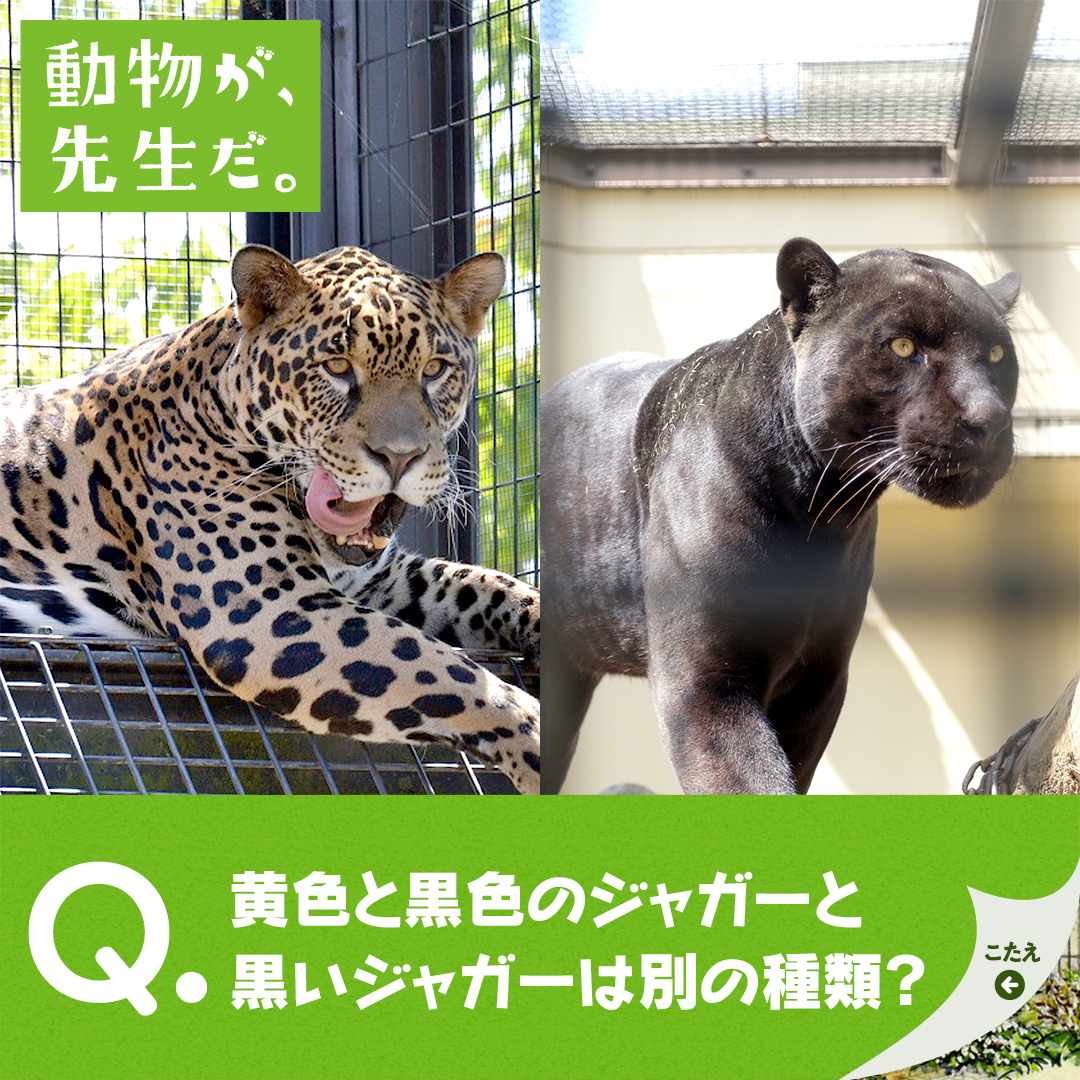 動物が 先生だ ジャガー 京都市動物園