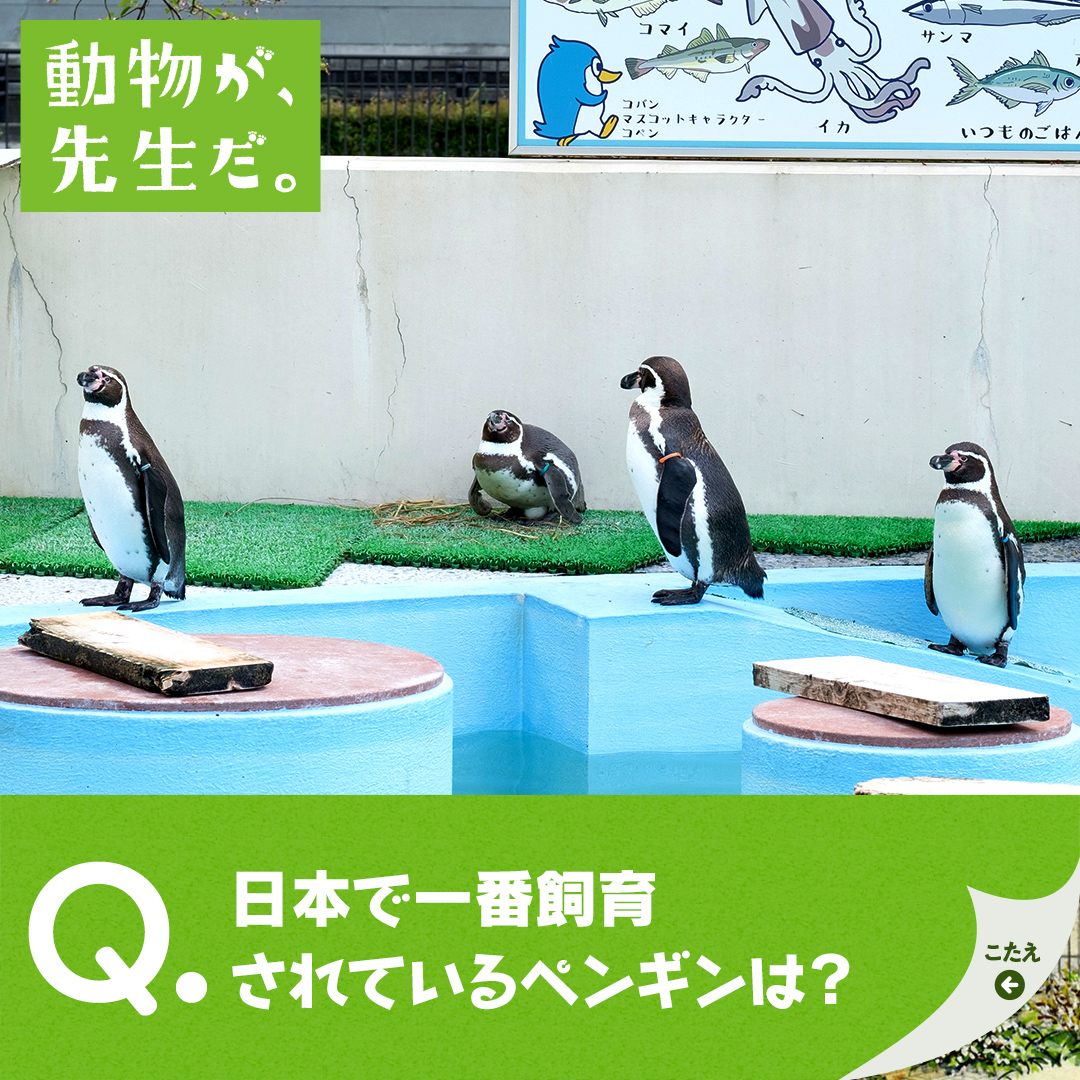 動物が 先生だ フンボルトペンギン 京都市動物園