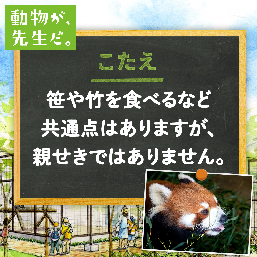 動物が 先生だ レッサーパンダ 京都市動物園
