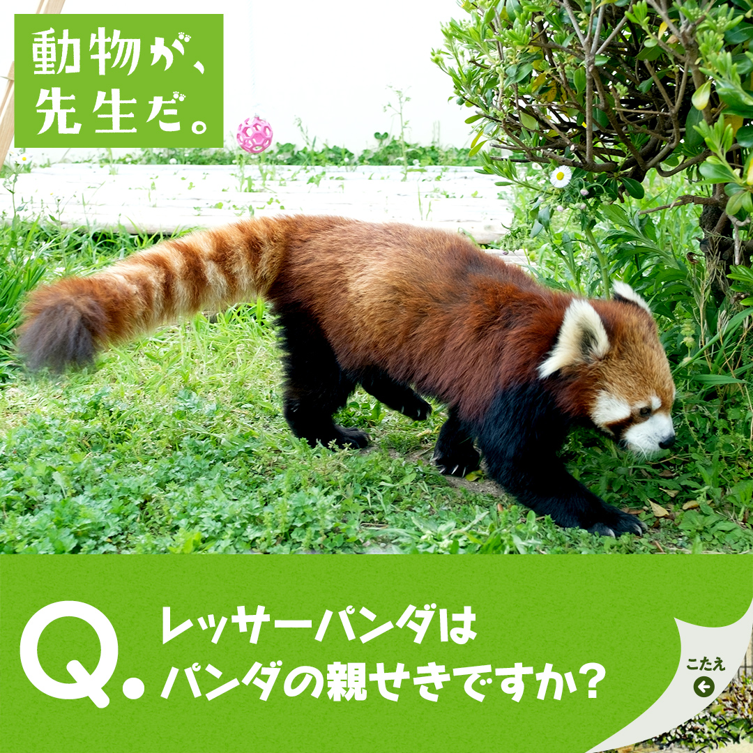 動物が 先生だ レッサーパンダ 京都市動物園