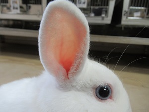 ウサギの豆知識その５ 京都市動物園