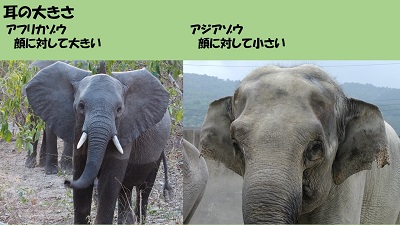 宿題やらねば ゾウの違い 京都市動物園