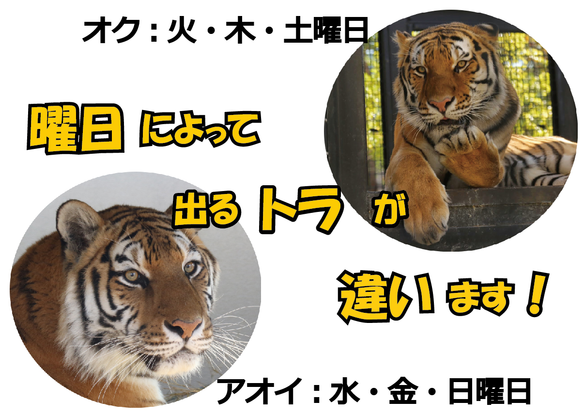 お知らせ トラの展示の曜日を入れ替えます 京都市動物園