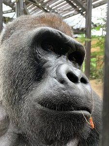 ゴリラについての質問への回答 第8弾 飼育員ブログ ブログ 京都市動物園