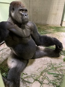 ゴリラについての質問への回答 第8弾 飼育員ブログ ブログ 京都市動物園
