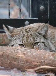 オオヤマネコ 京都市動物園