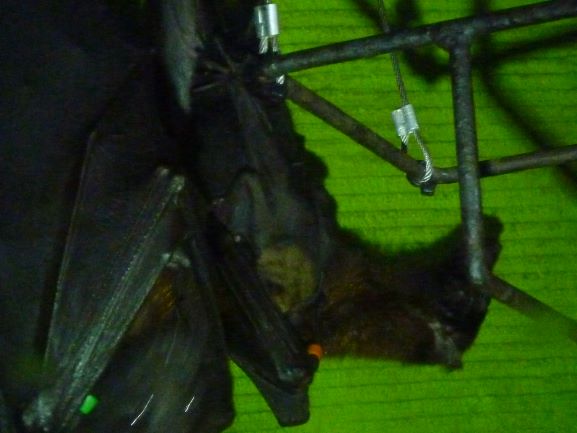 獣医室だより059 インドオオコウモリの出産 京都市動物園