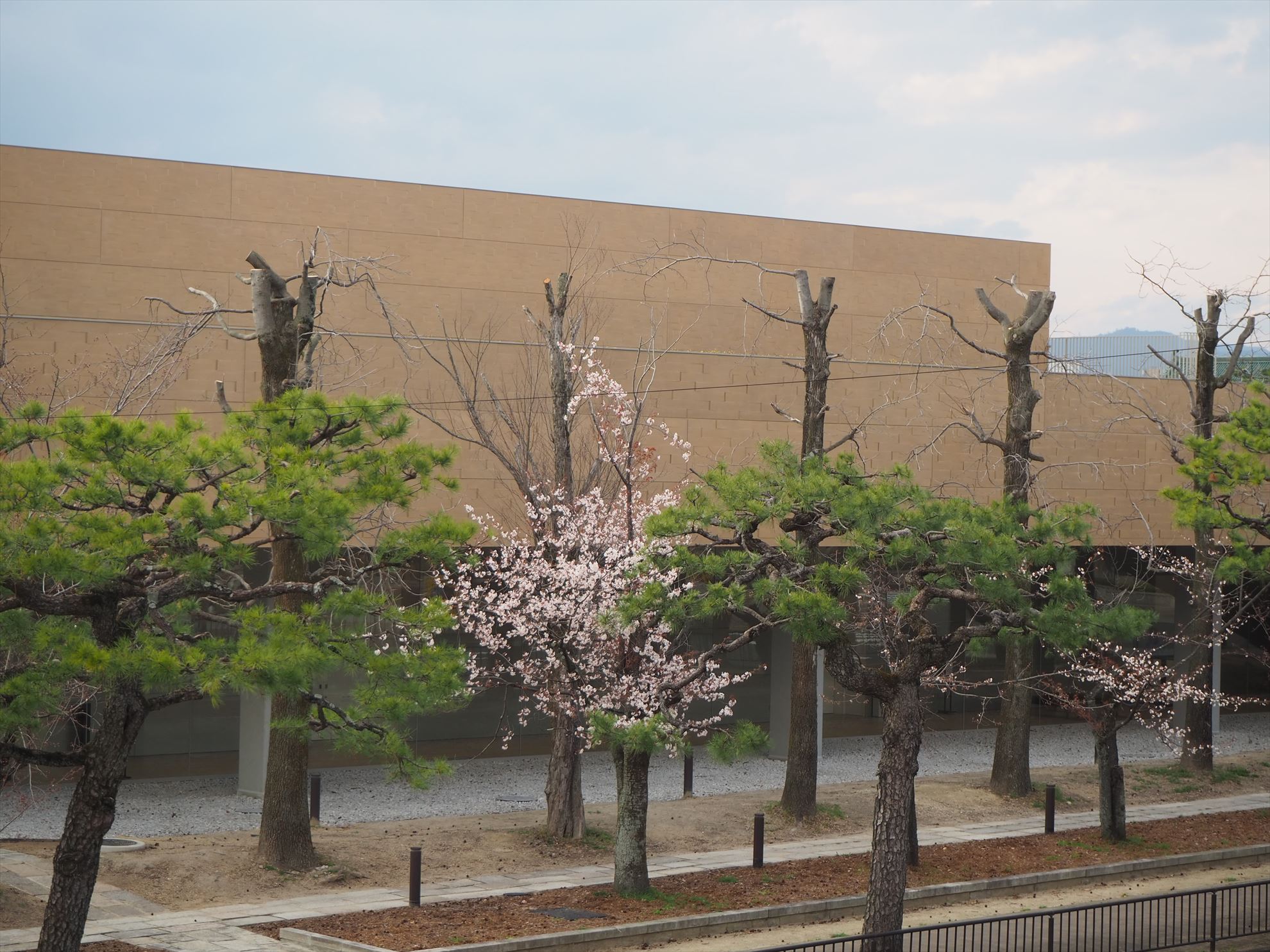 桜はまだか 京都市動物園