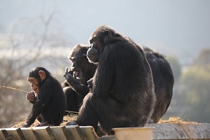 チンパンジー座り2