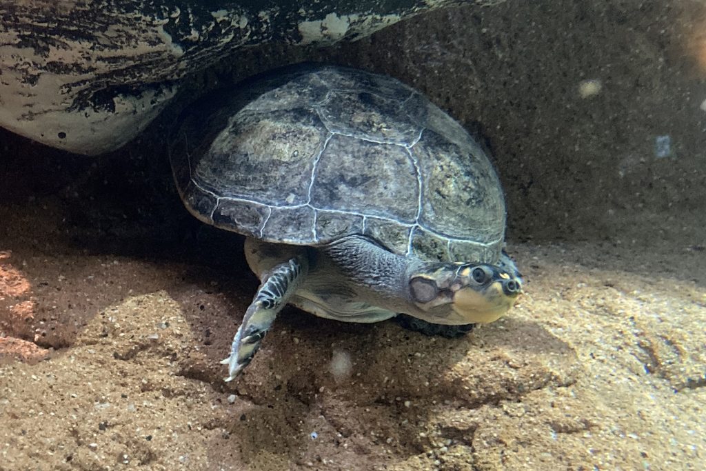 モンキヨコクビガメ 京都市動物園