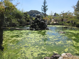 噴水池のアオミドロ問題 飼育員ブログ ブログ 京都市動物園