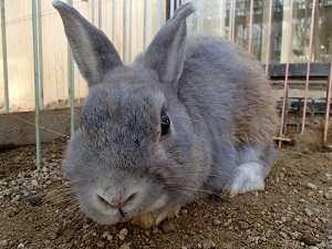 ウサギの穴 飼育員ブログ ブログ 京都市動物園