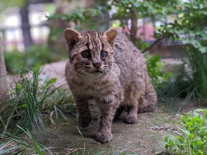ツシマヤマネコの みやこ が亡くなりました 京都市動物園