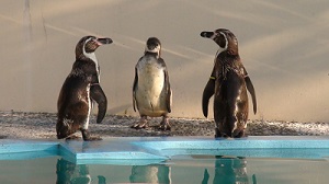 フンボルトペンギン親子20120803 (1)