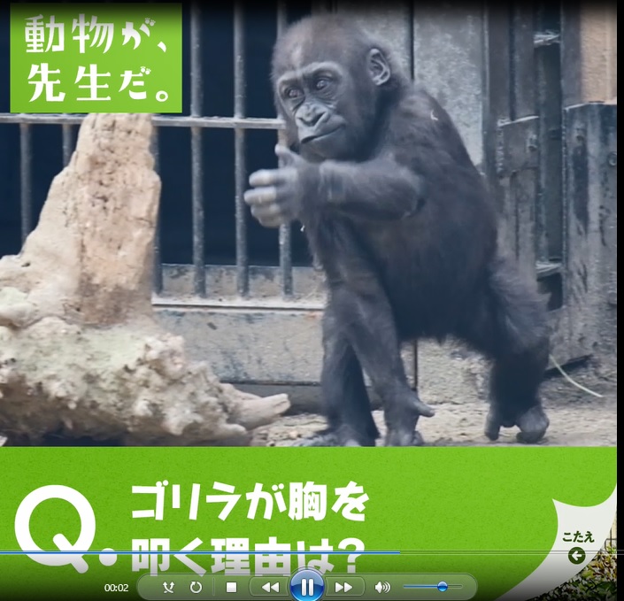 動物が 先生だ ニシゴリラ 京都市動物園