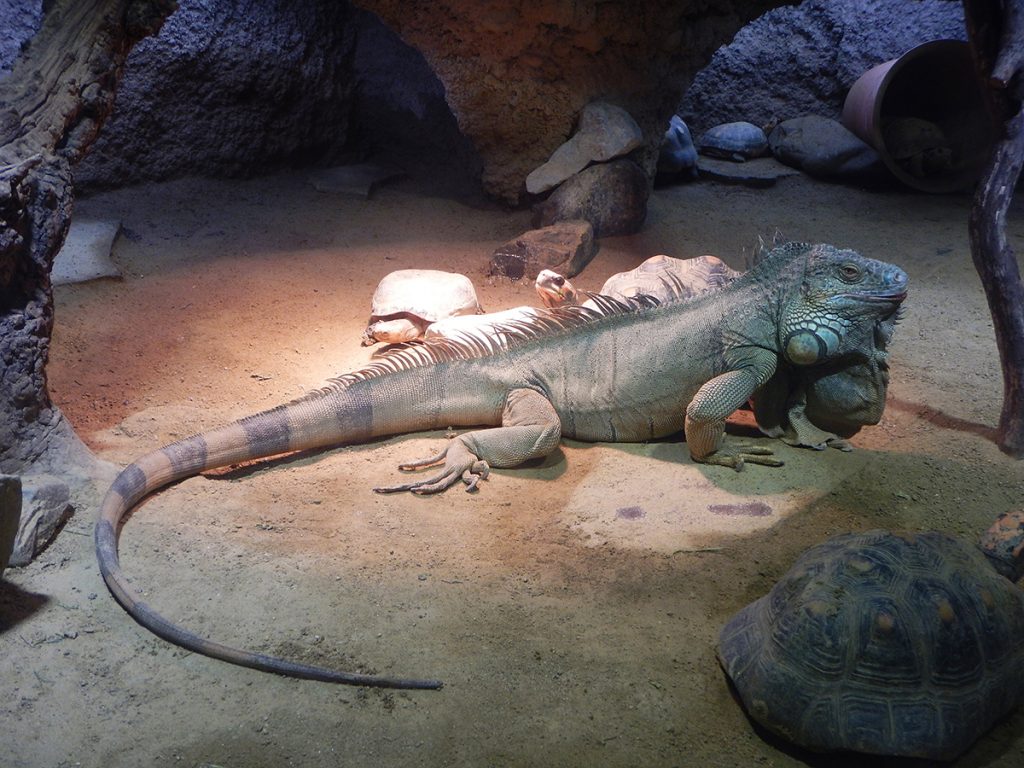 グリーンイグアナ 京都市動物園