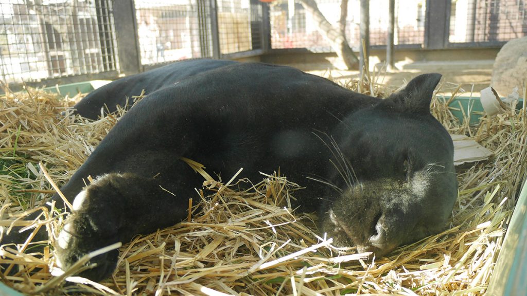 ジャガー 京都市動物園