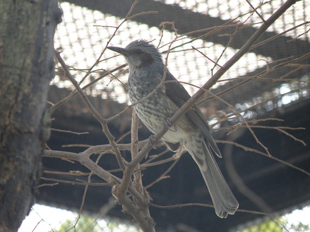 ヒヨドリ 京都市動物園