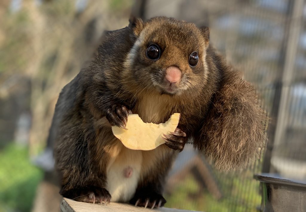 ムササビ 京都市動物園