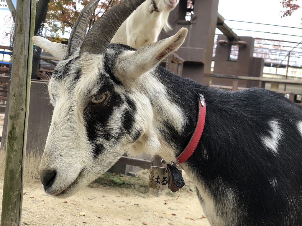 ヤギ 京都市動物園