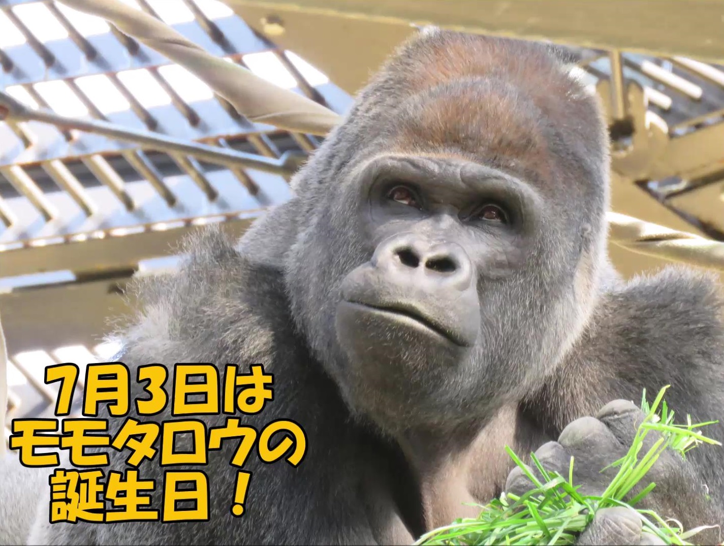 ゴリラの誕生日動画 公開しました 京都市動物園