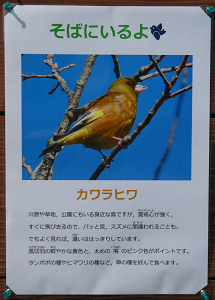 そばにいるよ カワラヒワ - 救護センターブログ | ブログ | 京都市動物園