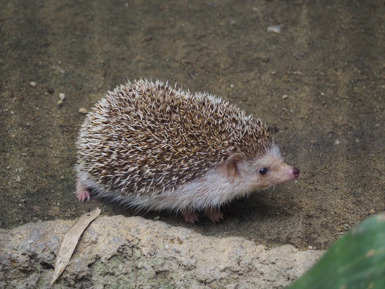 ハリネズミ屋外放飼始めました 飼育員ブログ ブログ 京都市動物園